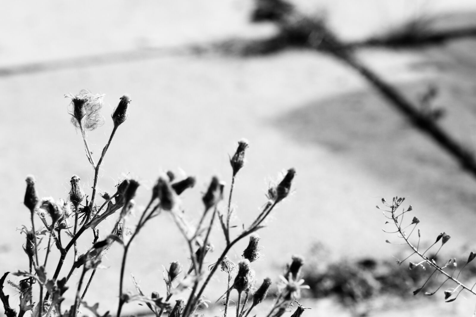 Canon EOS 7D Mark II sample photo. Wildflower, nature, fall photography