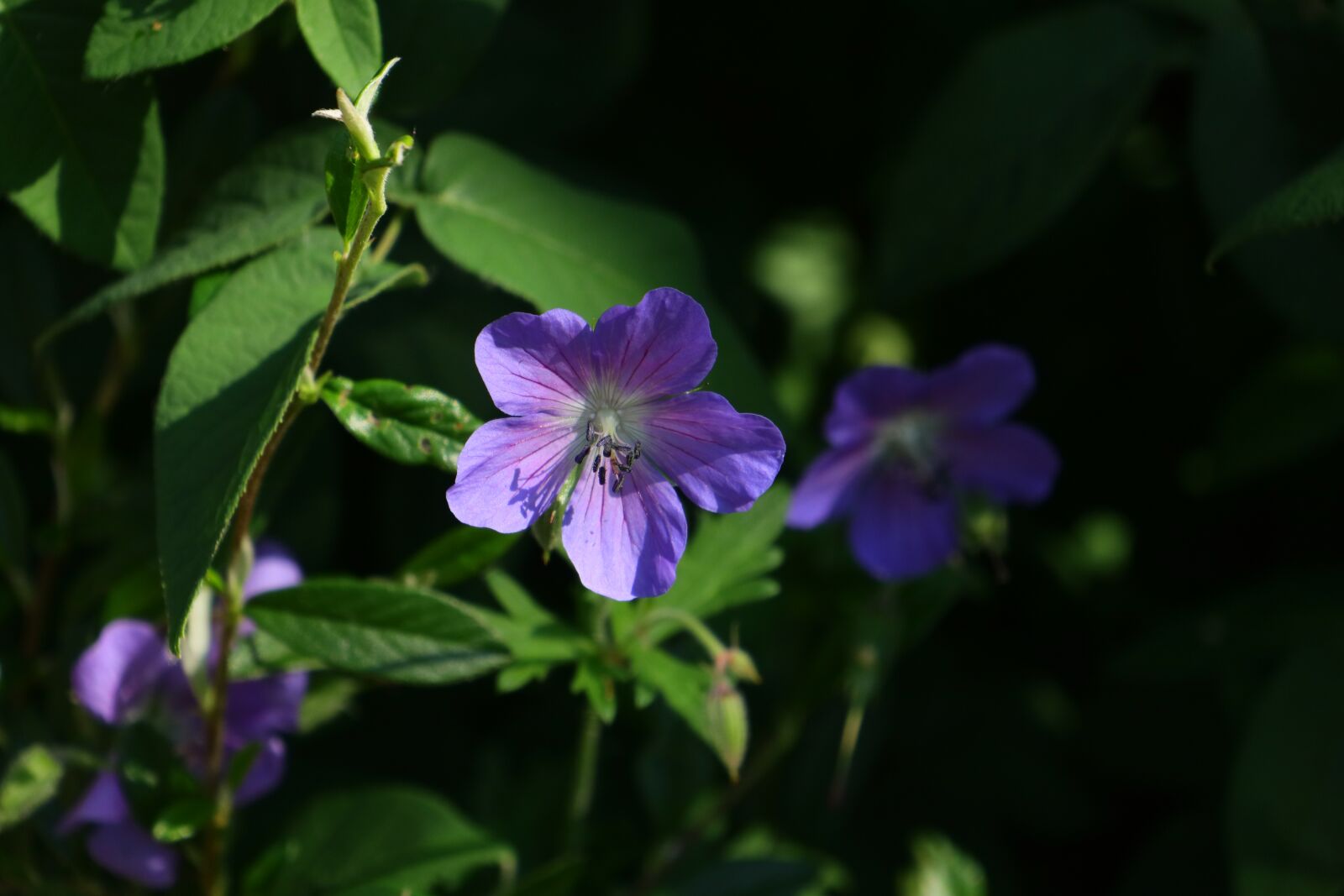 Canon EOS M5 sample photo. Flower, blossom, bloom photography