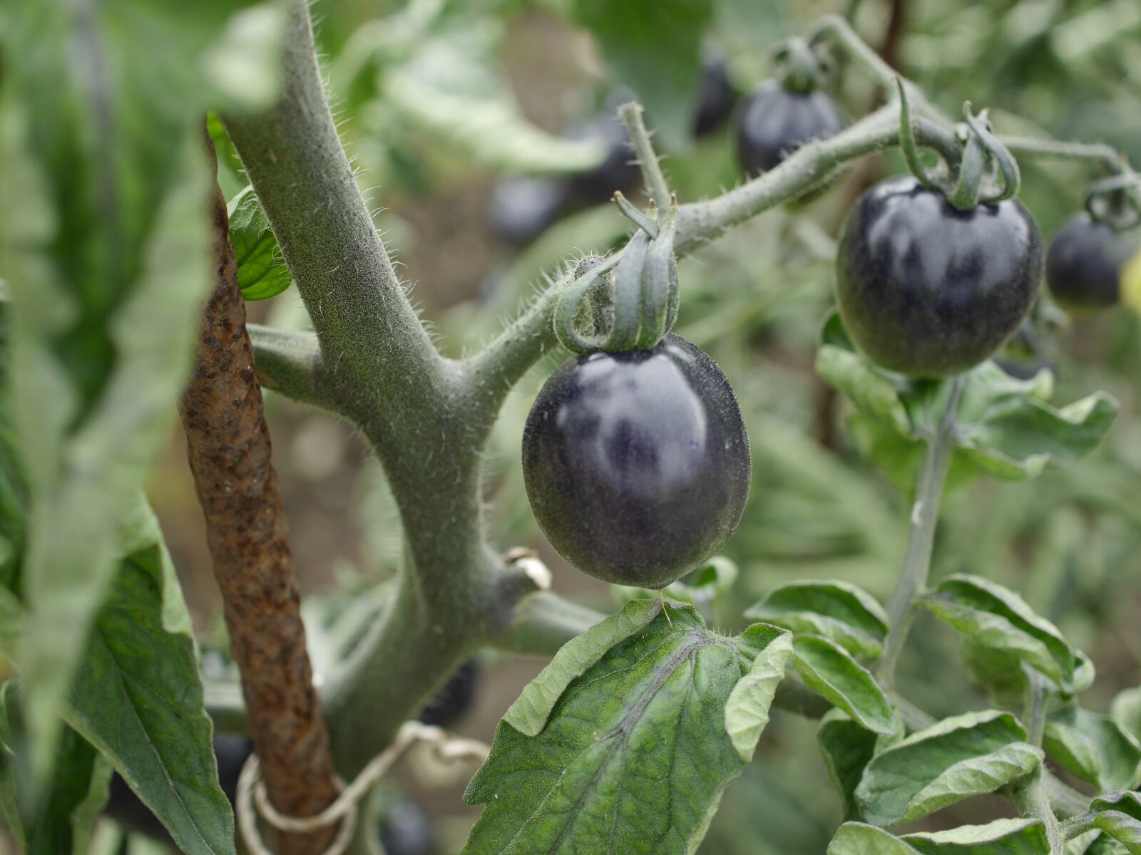 Panasonic Lumix DMC-G6 sample photo. Botanical garden, black tomato photography