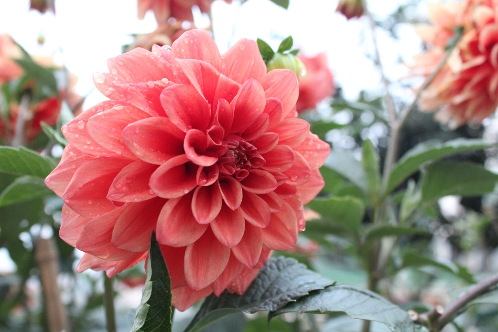 Canon EOS 600D (Rebel EOS T3i / EOS Kiss X5) sample photo. Gorgeous, red, zigui county photography