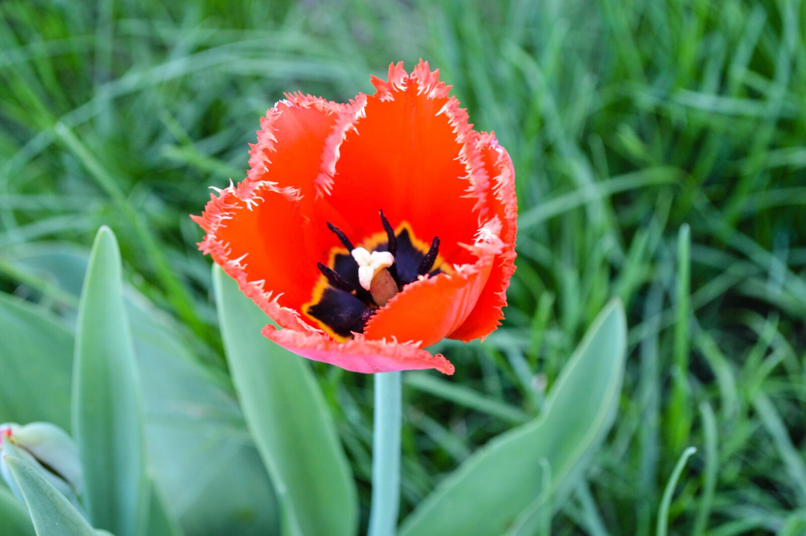 Nikon D3200 sample photo. Tulip, tulips, mack photography
