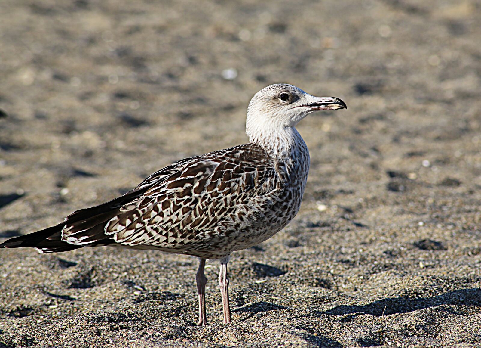 Canon EOS 5D Mark III sample photo. Seagull, bird, sea photography