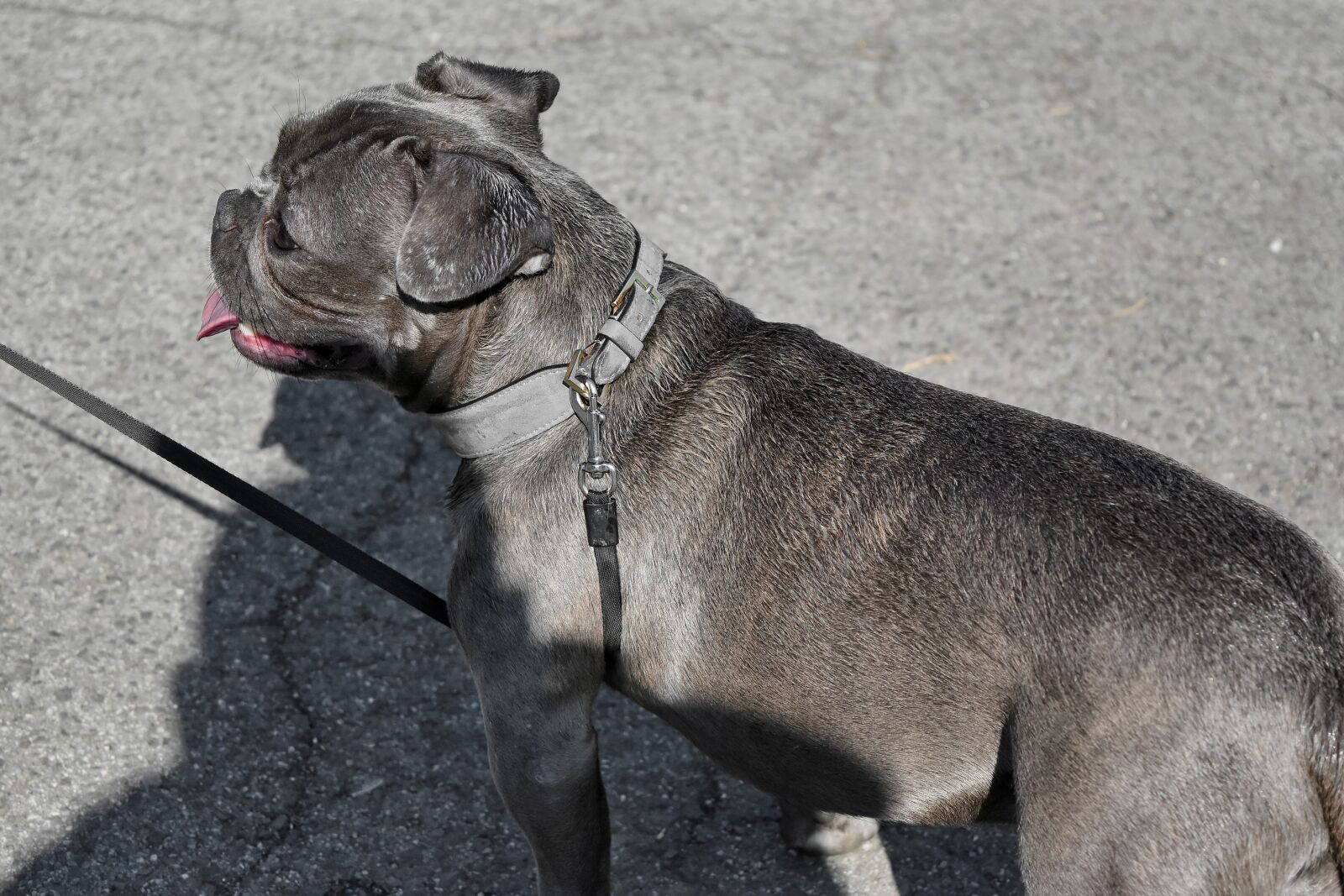 Nikon D5500 sample photo. Asphalt, grey, shadow, dog photography