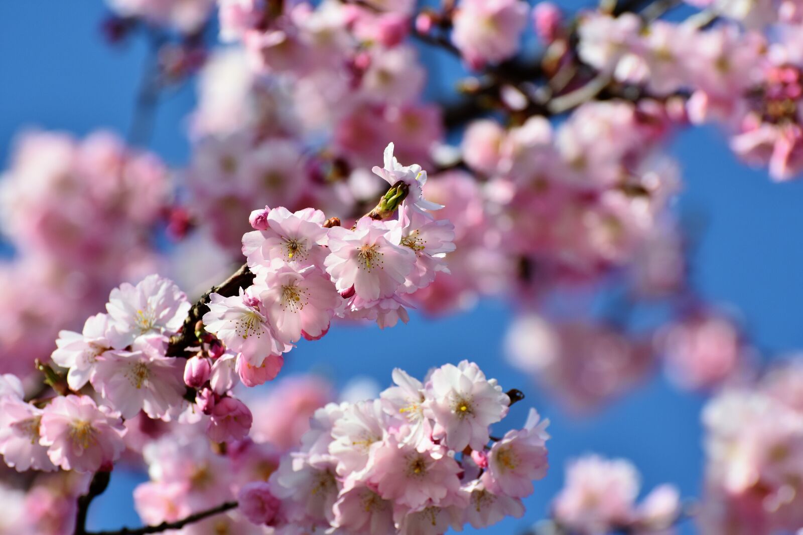 Nikon D7200 sample photo. Cherry blossom, ornamental cherry photography