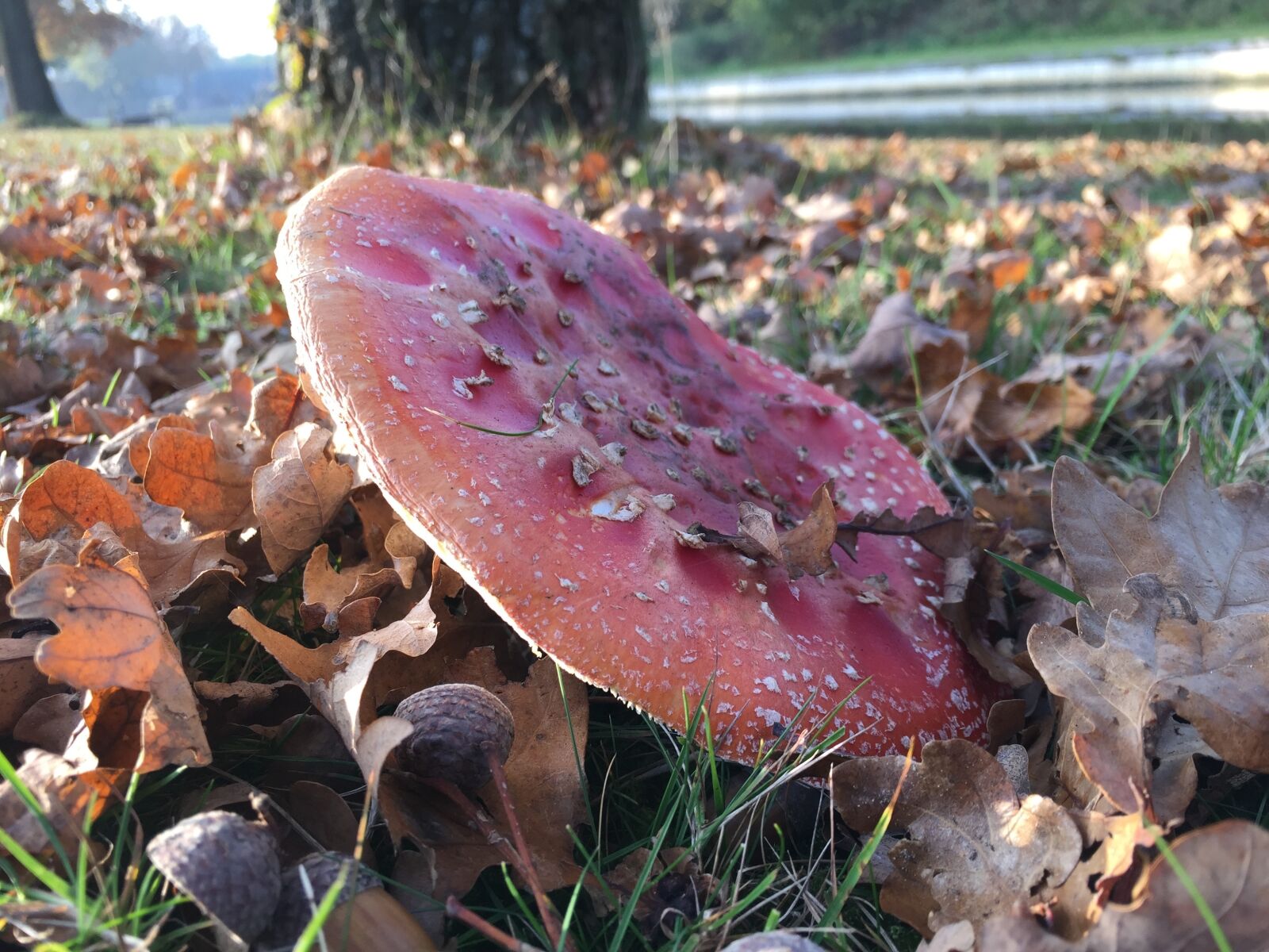 Apple iPhone 6 sample photo. Autumn, mushroom, nature photography