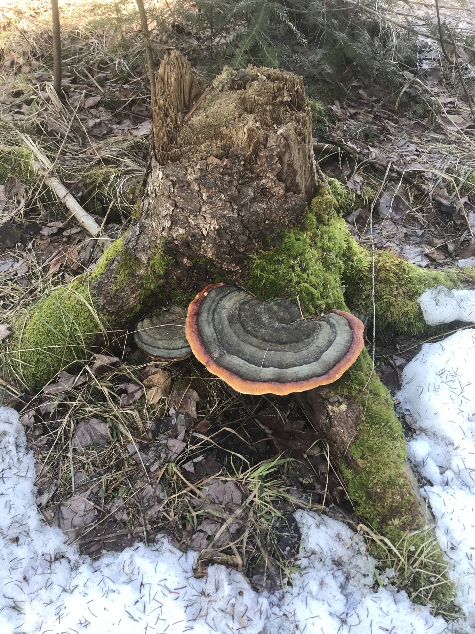iPhone 7 Plus back dual camera 3.99mm f/1.8 sample photo. Tree stump, stump, tree photography