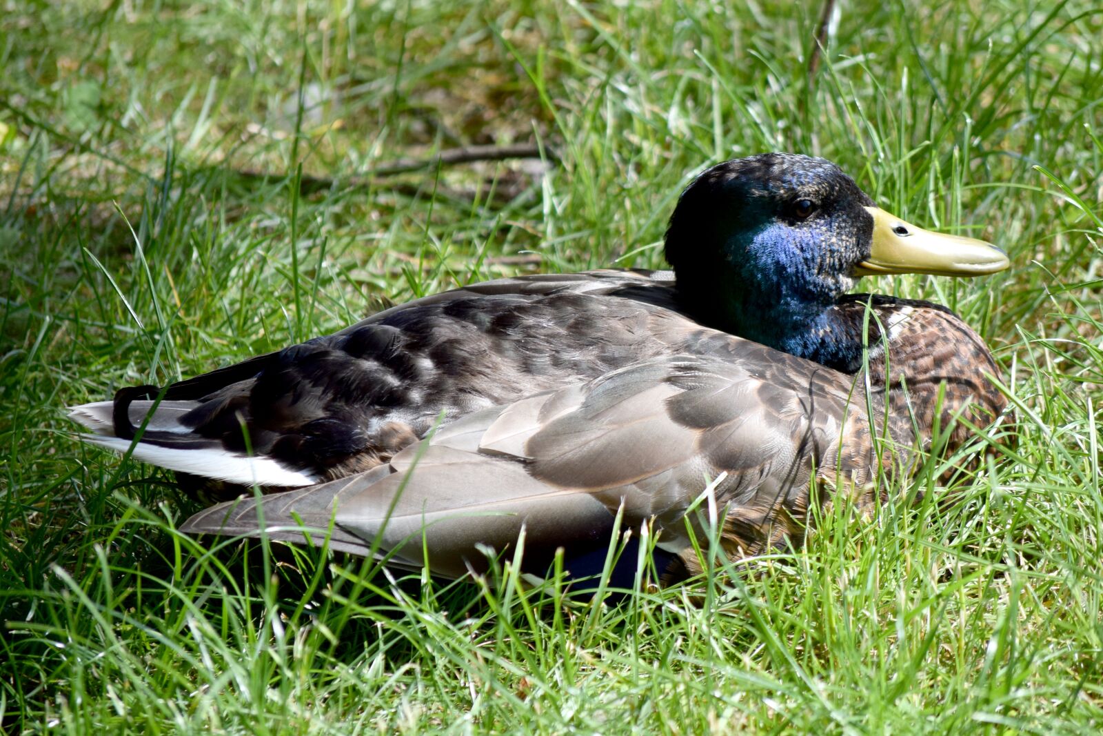 Nikon D5300 sample photo. Duck, drake, bird photography