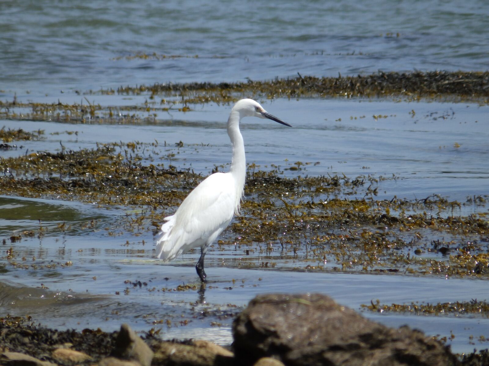 Olympus SP-820UZ sample photo. Bird, great egret, wader photography