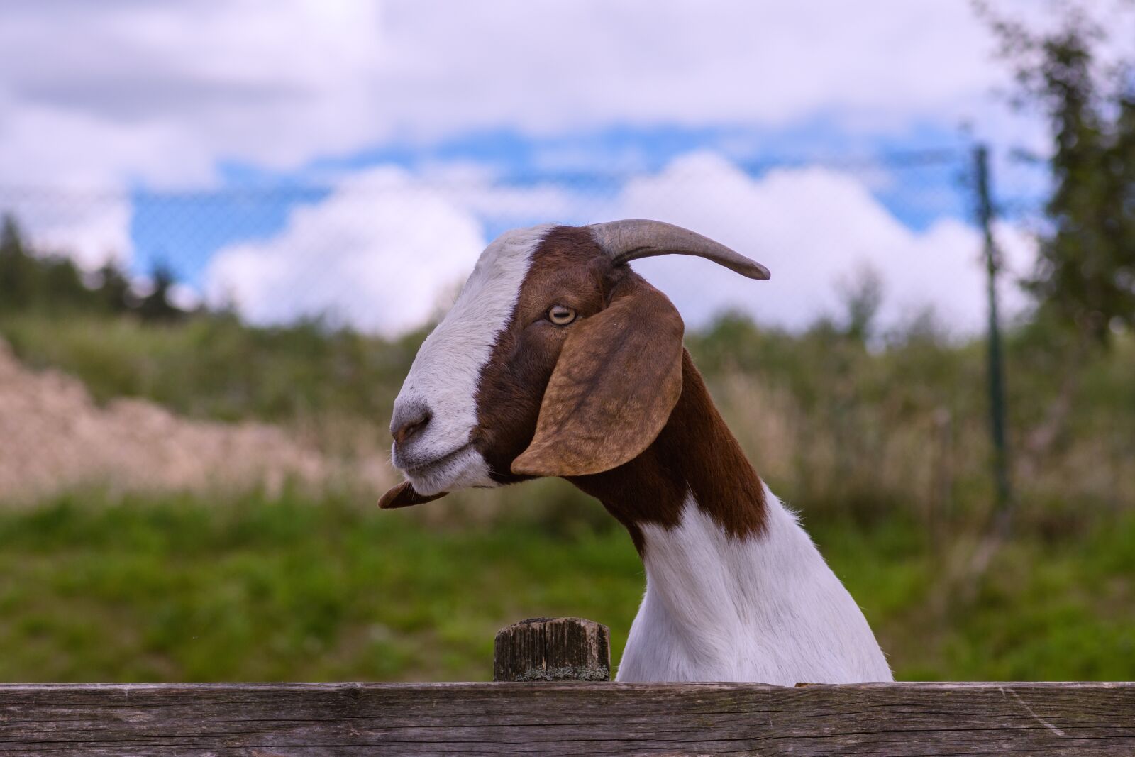 Nikon D7200 sample photo. Goat, horn, fur photography