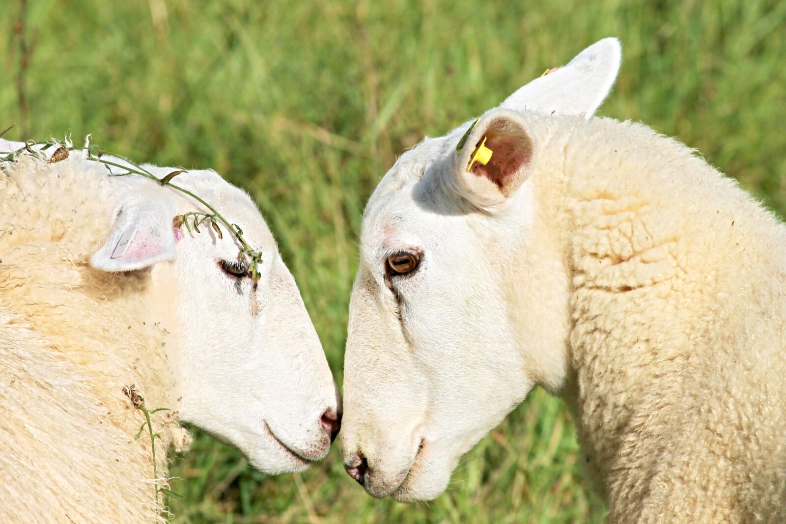 Canon EOS 1100D (EOS Rebel T3 / EOS Kiss X50) sample photo. Sheep, two sheep, love photography