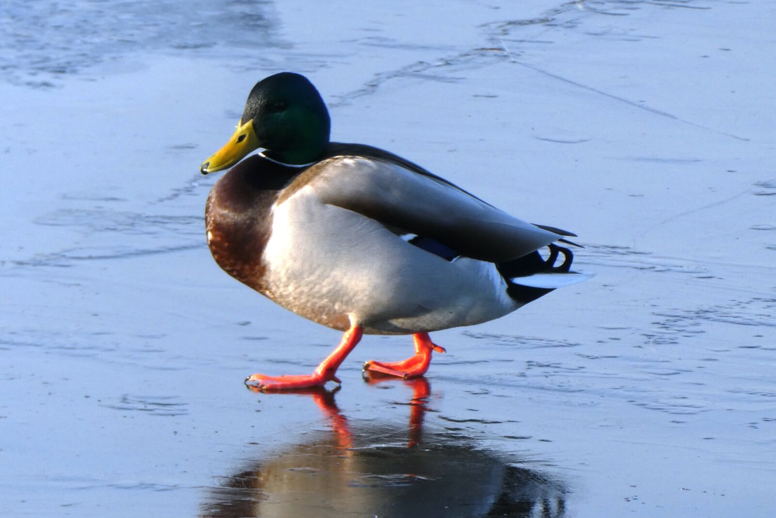 Panasonic Lumix DC-ZS70 (Lumix DC-TZ90) sample photo. Duck, ditch, frozen photography