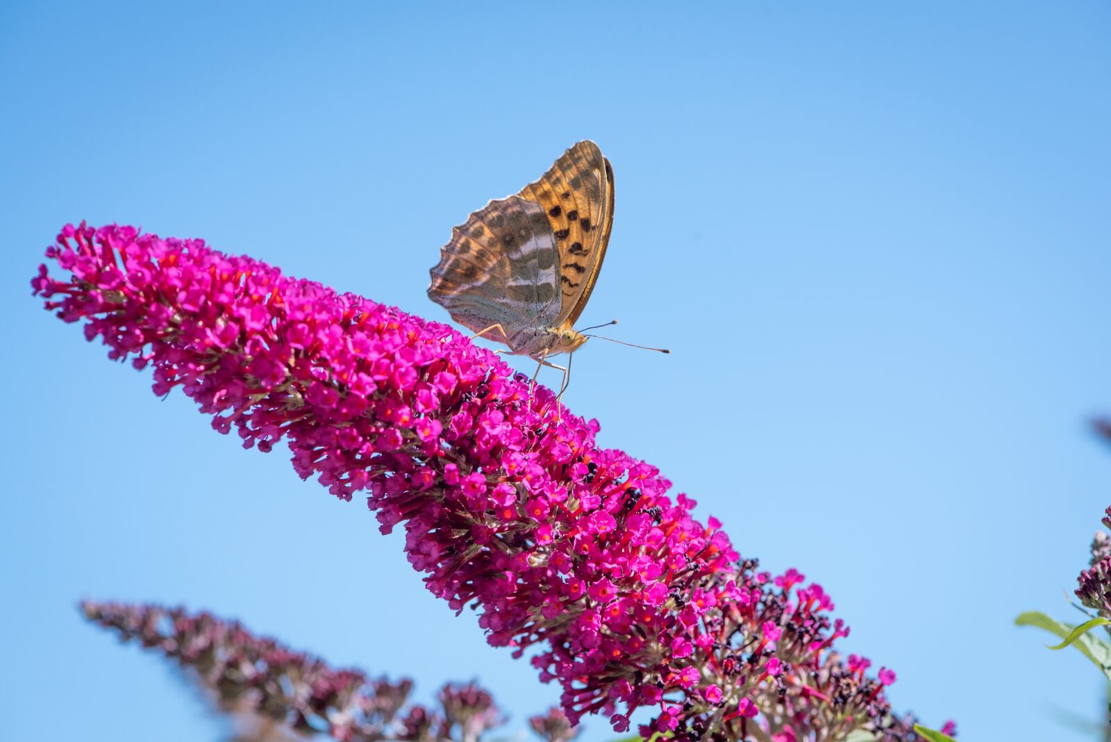Nikon D750 sample photo. Butterfly, animal world, lilac photography