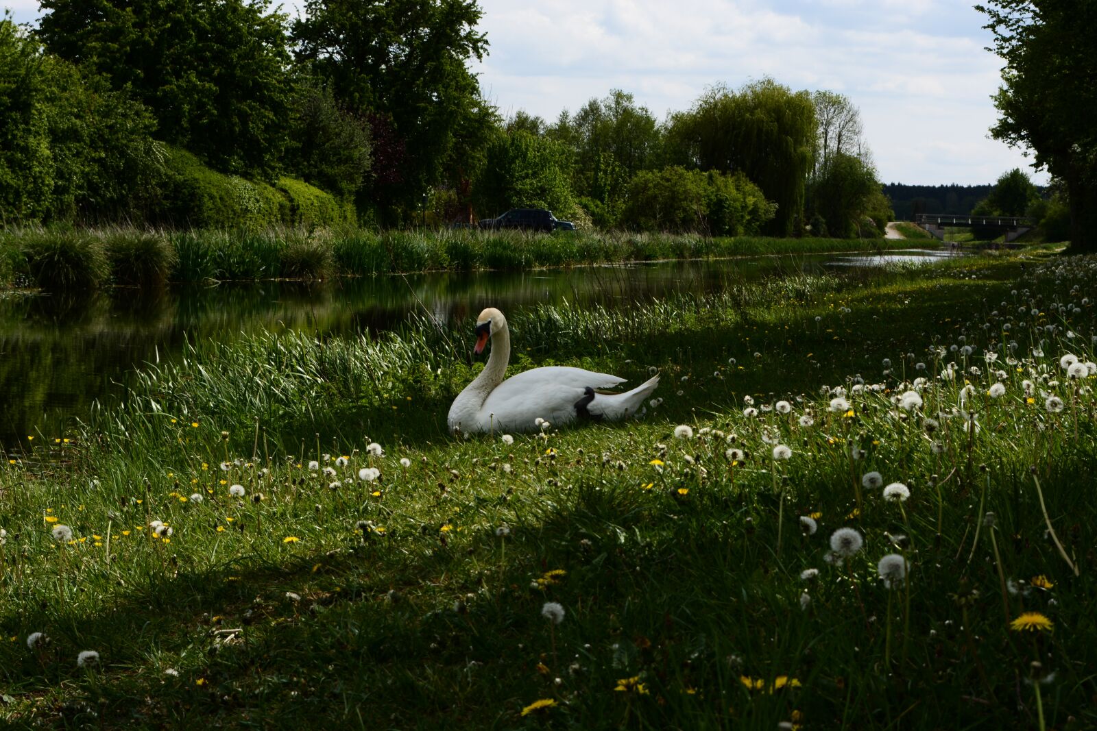 Nikon D5200 sample photo. Swan, meadow, animal photography