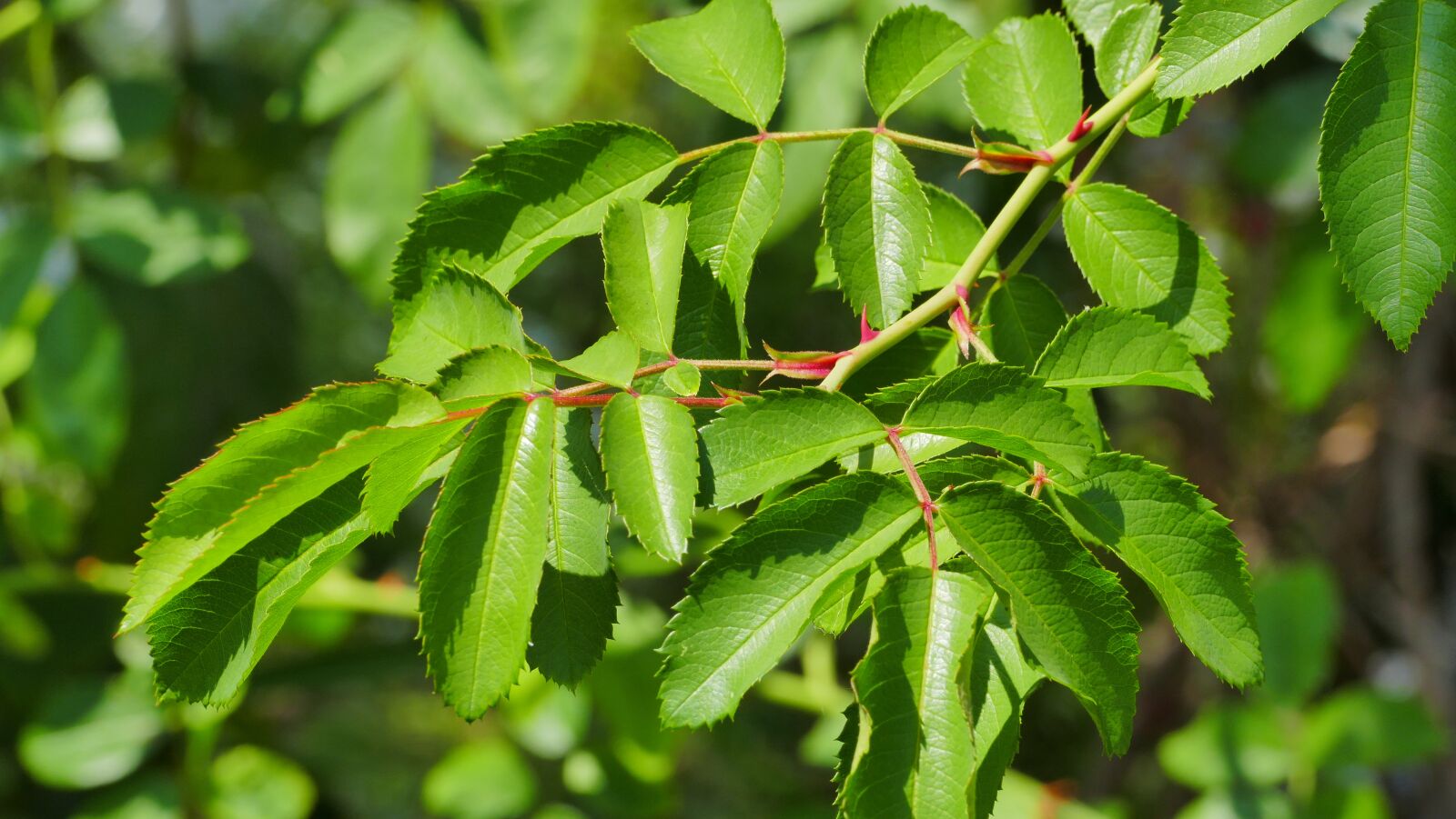 Panasonic Lumix DMC-FZ1000 sample photo. Foliage, green, rose photography