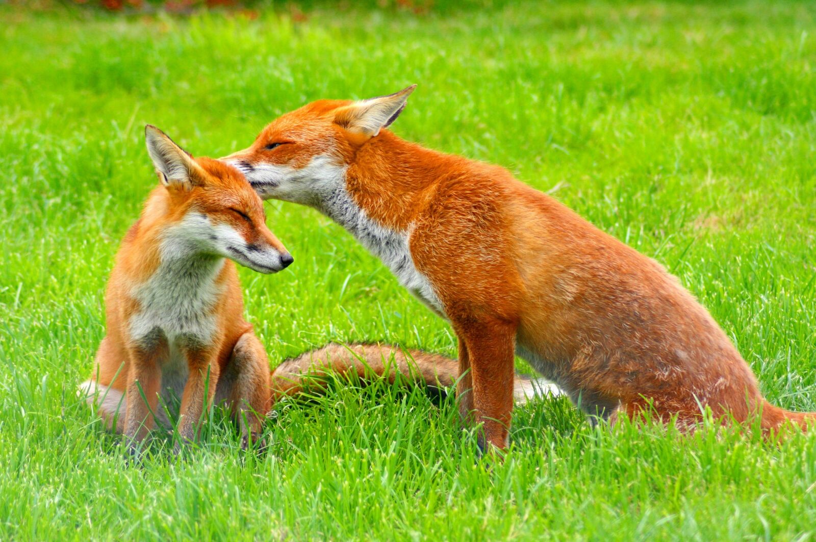 Canon EOS 400D (EOS Digital Rebel XTi / EOS Kiss Digital X) sample photo. Red foxes, wildlife, nature photography