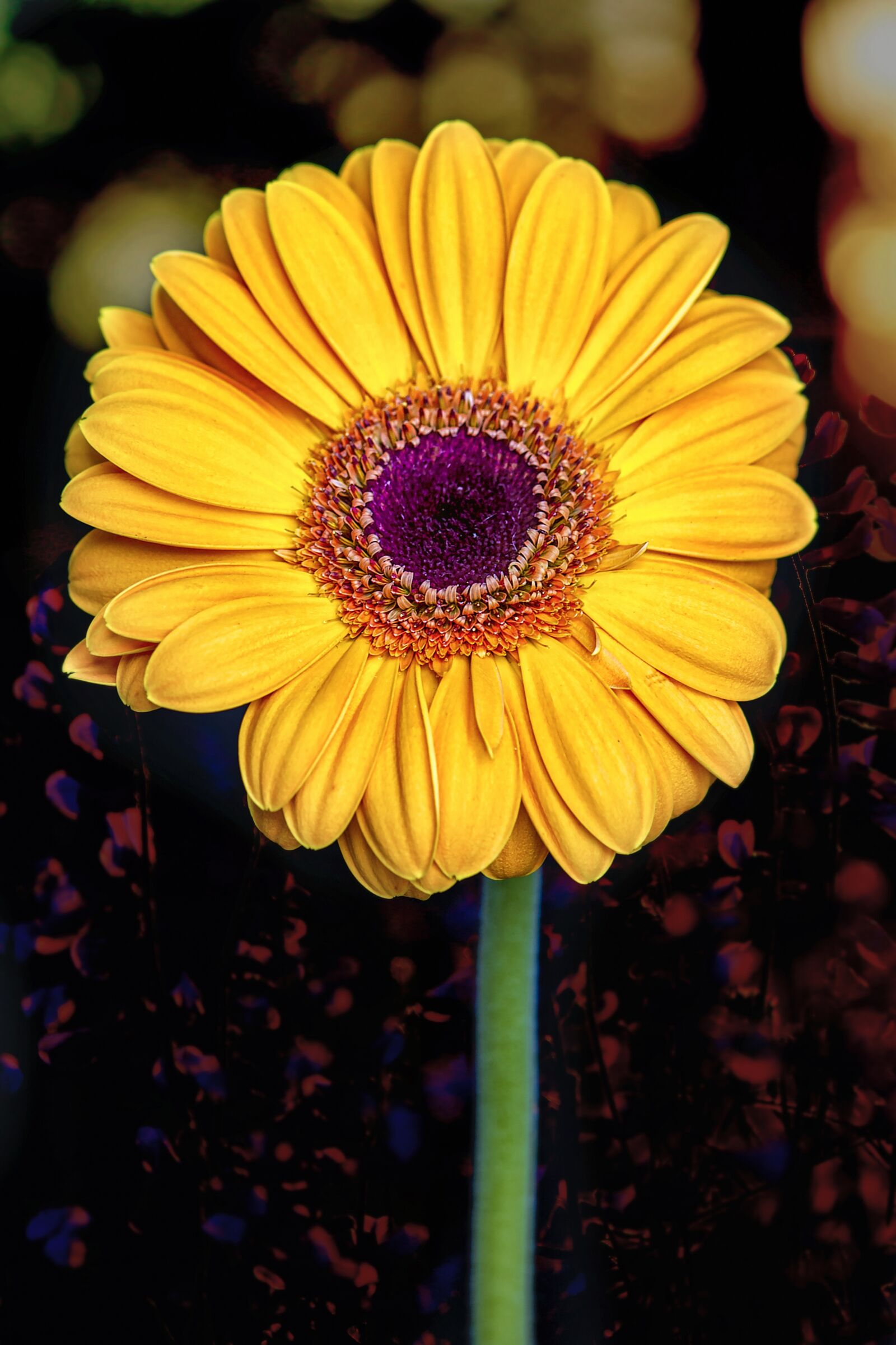 Nikon D3S sample photo. Flower, gerbera, bloom photography