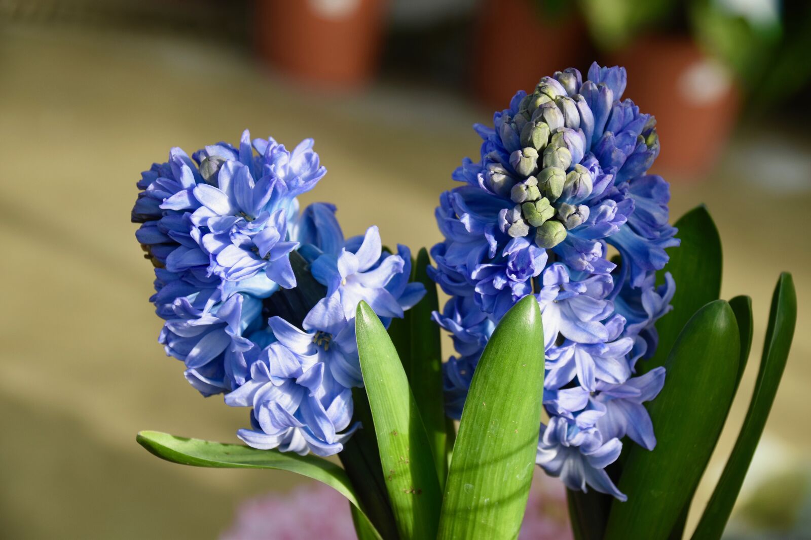 Nikon D5600 sample photo. Flower, hyacinth, hyacinth bloom photography