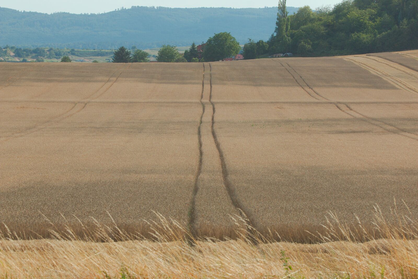 Canon EOS 70D sample photo. Landscape, nature, dry photography