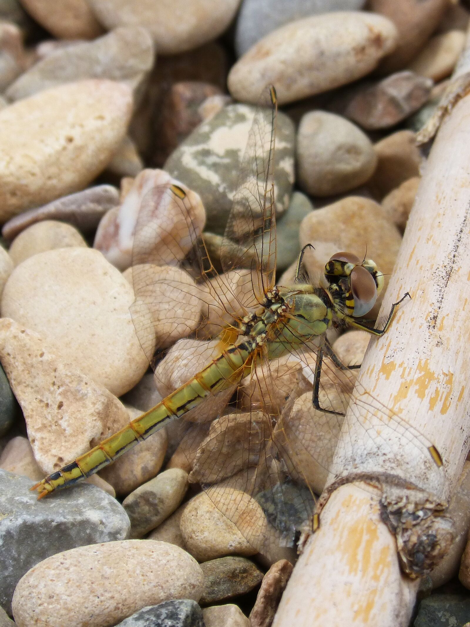 Panasonic DMC-FZ62 sample photo. Dragonfly, yellow dragonfly, cane photography