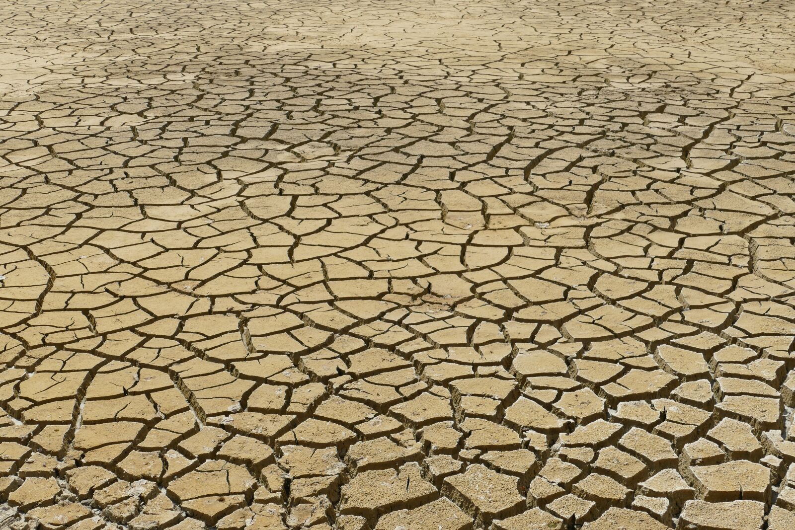 Panasonic Lumix DMC-FZ1000 sample photo. Dry, dehydration, drought photography
