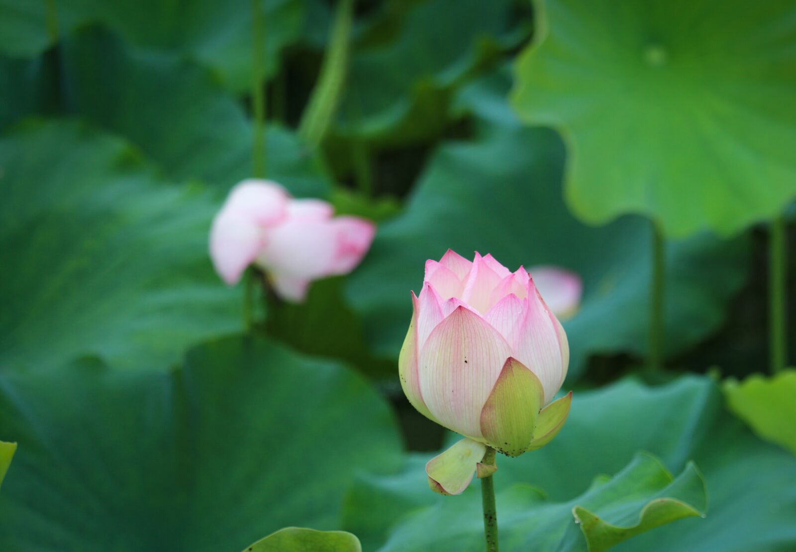 Canon EOS 700D (EOS Rebel T5i / EOS Kiss X7i) sample photo. Lotus, scenery photography
