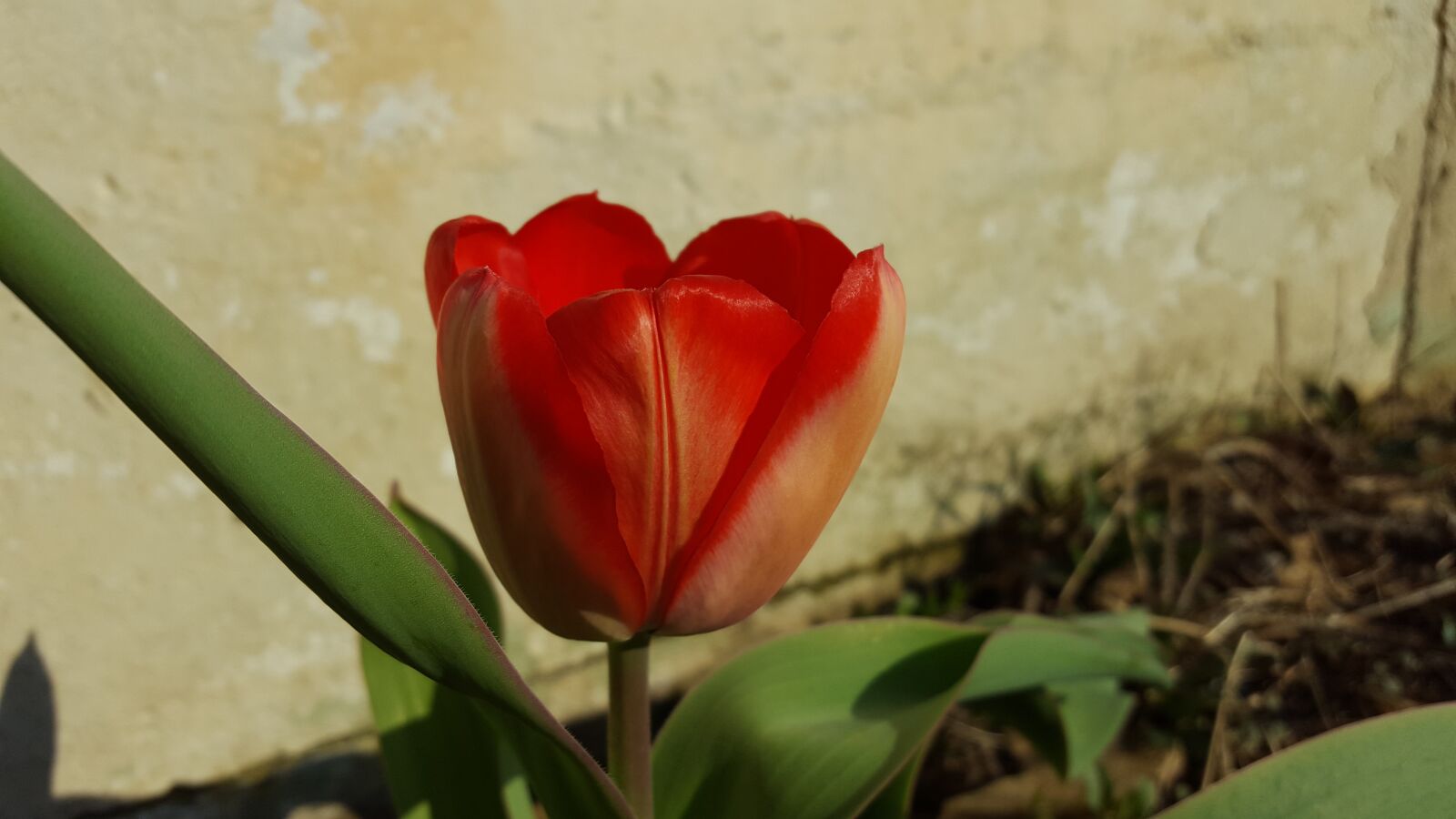 Samsung Galaxy S6 sample photo. Nature, flower, flora photography