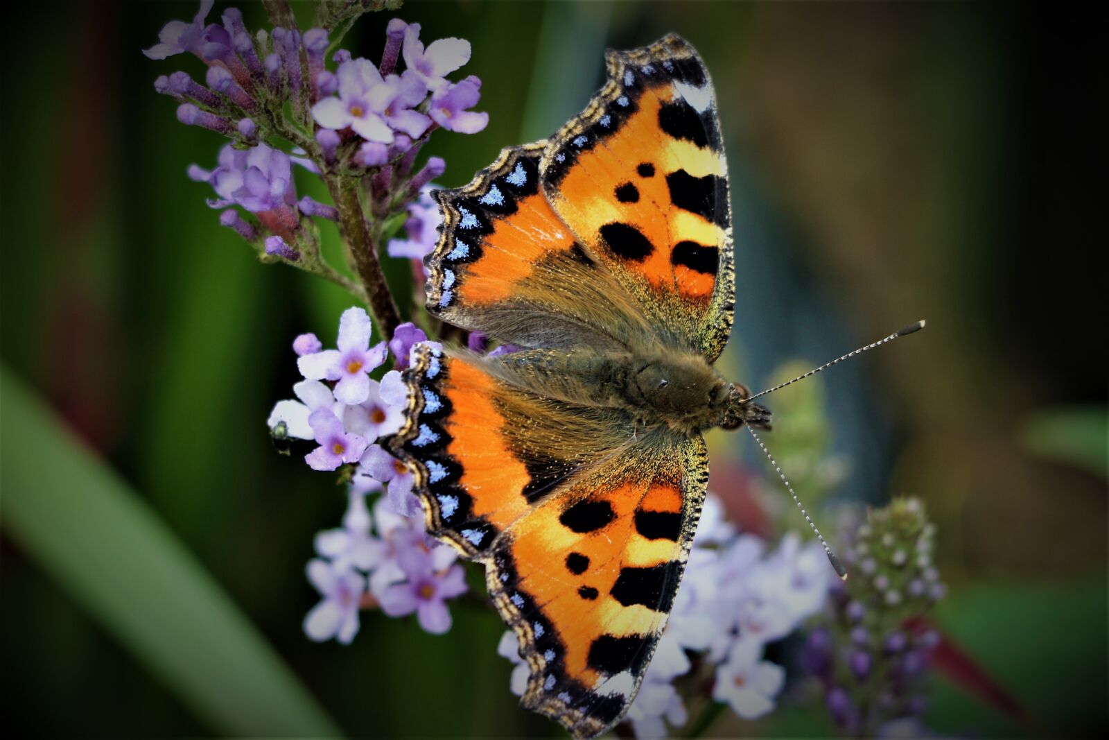 Canon EOS 7D Mark II sample photo. Butterflies, insect, nature photography