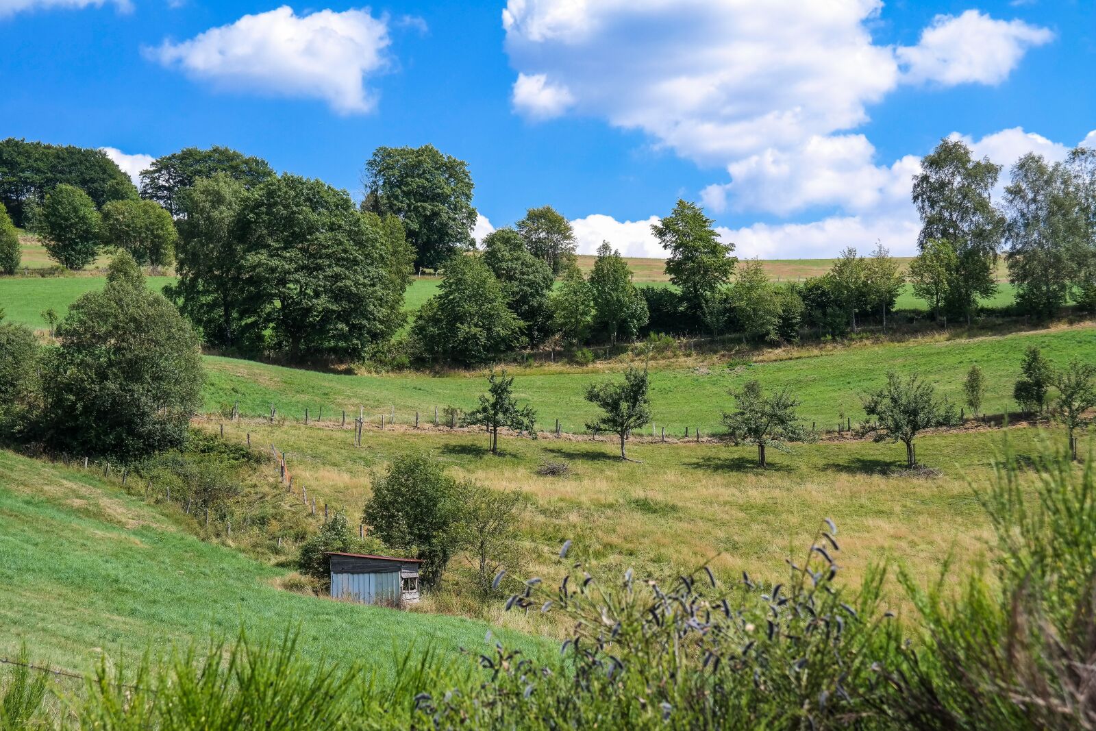 Samsung NX300 sample photo. Trees, meadow, landscape photography