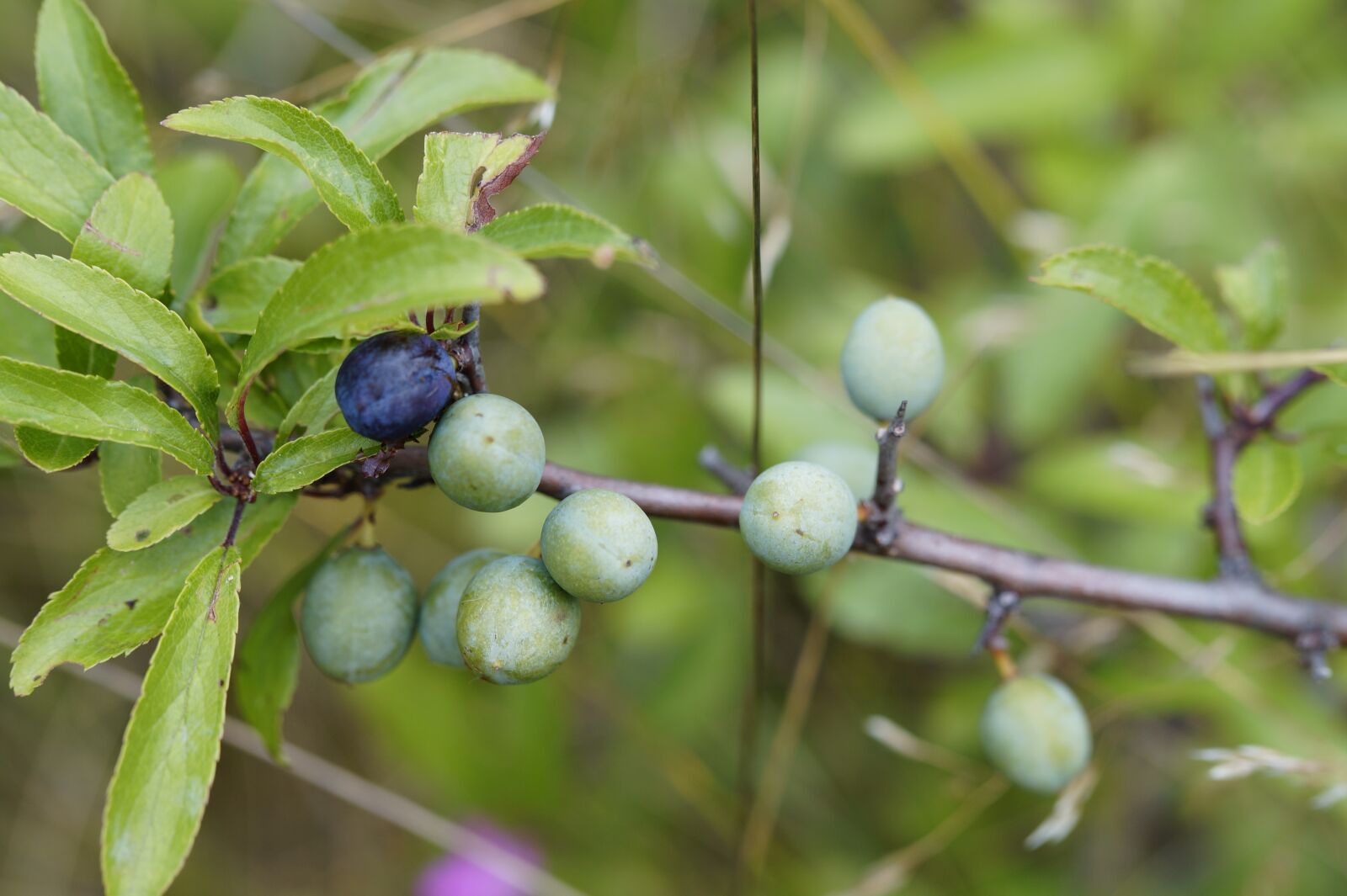 Sony SLT-A58 sample photo. Schlehe, berry, bush photography