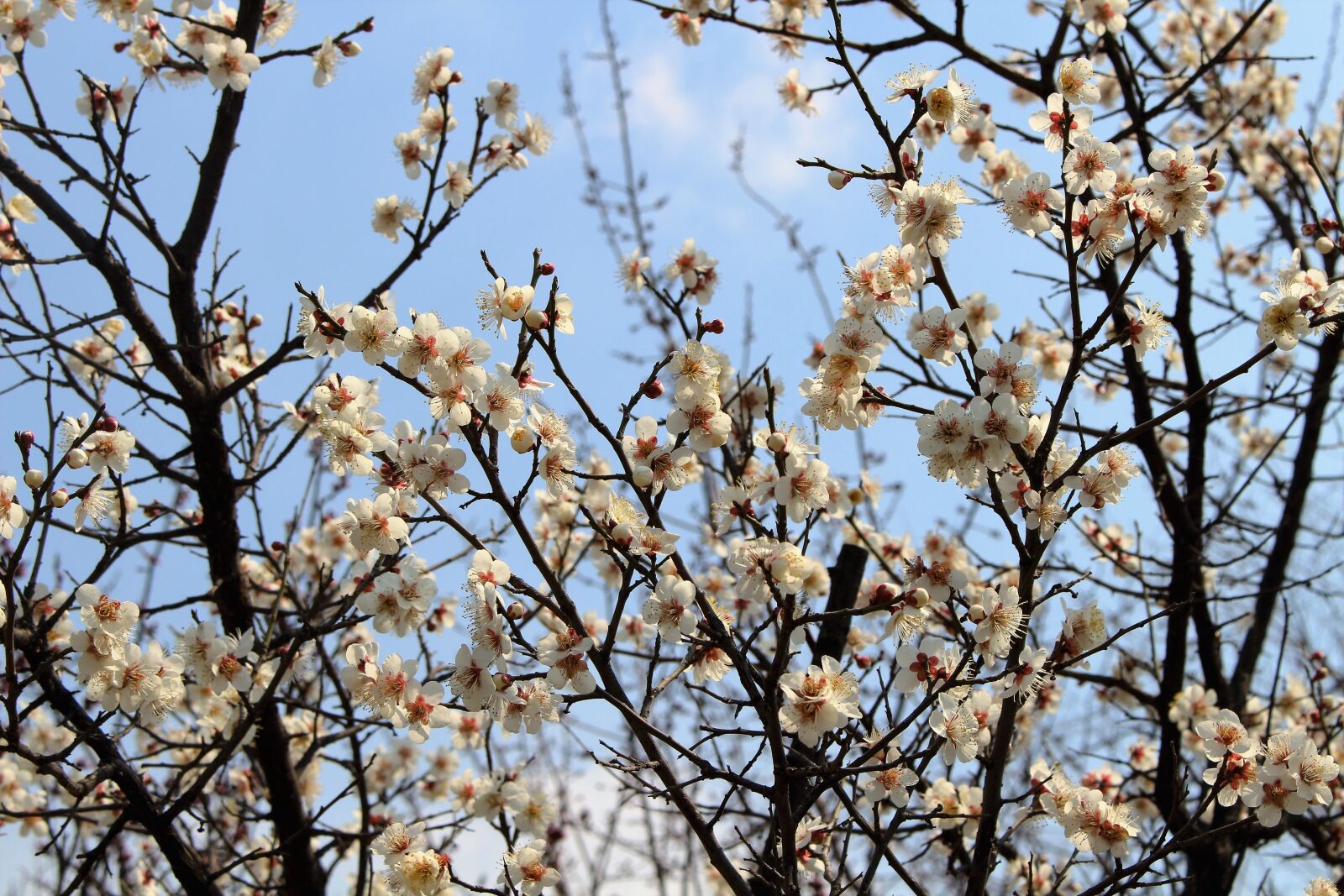 Canon EOS 700D (EOS Rebel T5i / EOS Kiss X7i) sample photo. Spring, landscape, flowers photography