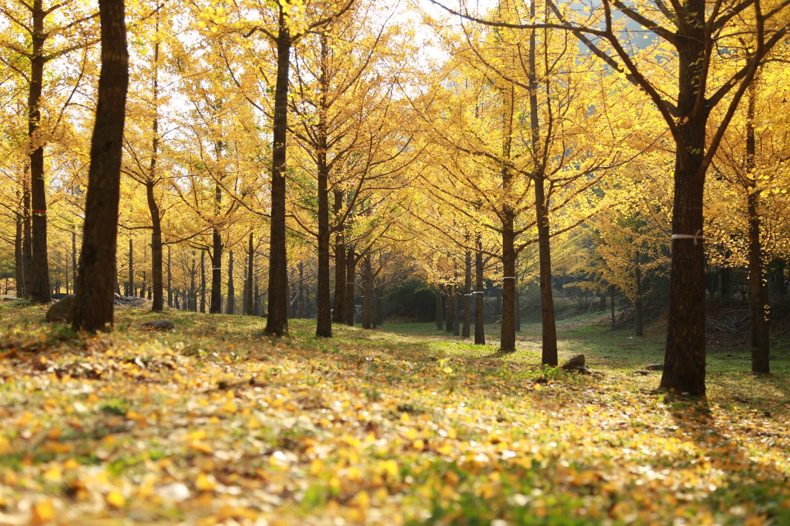 Canon EOS 6D + Canon EF 24-105mm F4L IS USM sample photo. Ginkgo, autumn leaves, morning photography