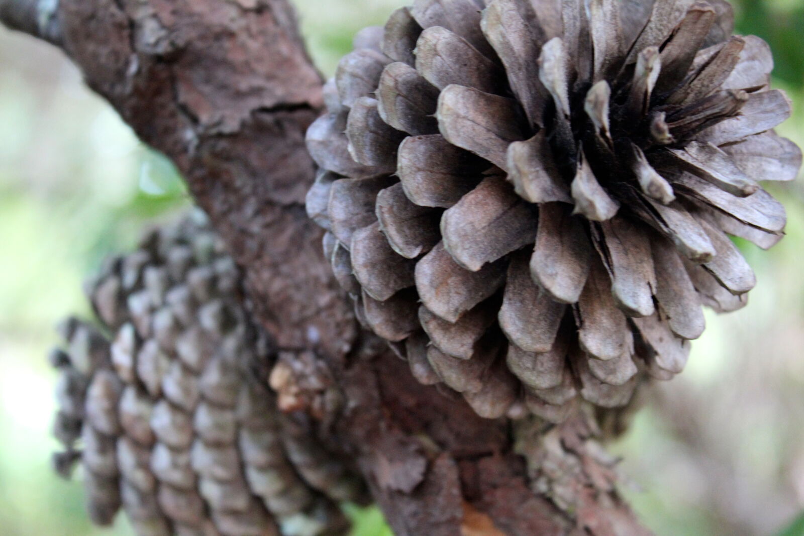 Canon EOS 1200D (EOS Rebel T5 / EOS Kiss X70 / EOS Hi) sample photo. Brown, nature, pinecone, tree photography