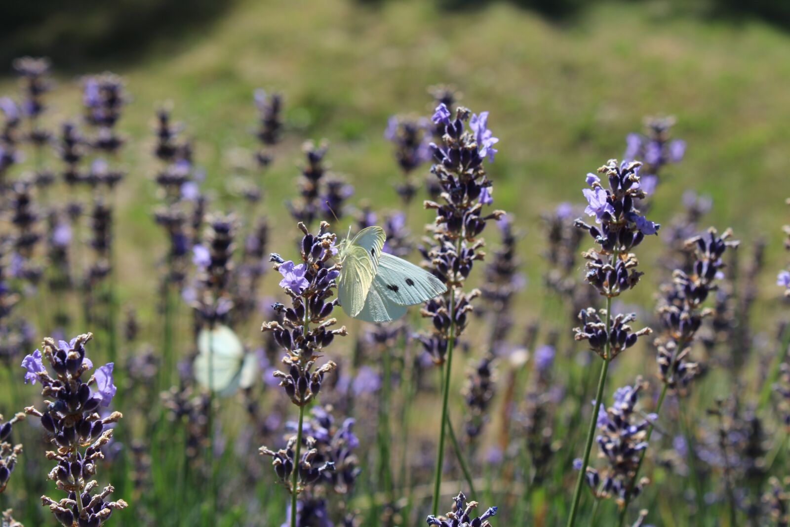 Canon EOS 1300D (EOS Rebel T6 / EOS Kiss X80) sample photo. Butterfly, blossom, bloom photography