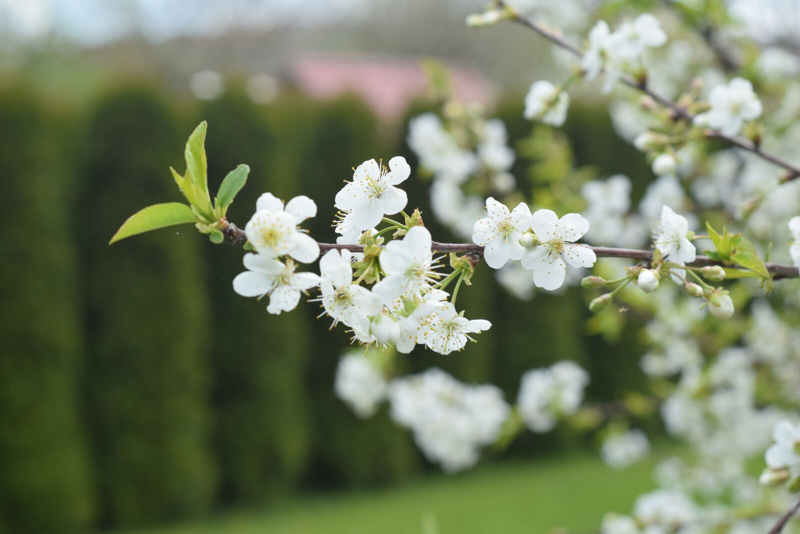 Nikon D5300 sample photo. Flower, tree, apple photography
