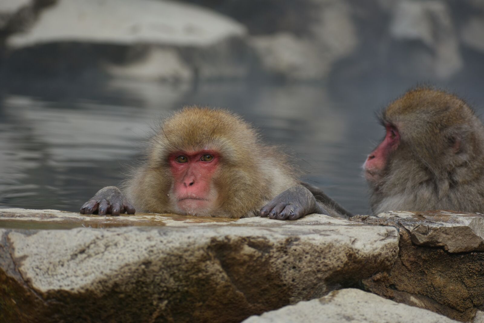 Nikon D7200 sample photo. Animal, monkey, baby japanese photography