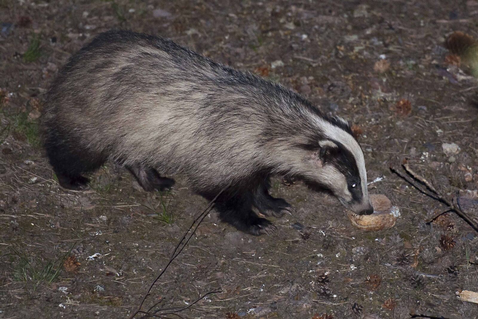 Nikon D90 sample photo. Badger, flash, occasional piece photography