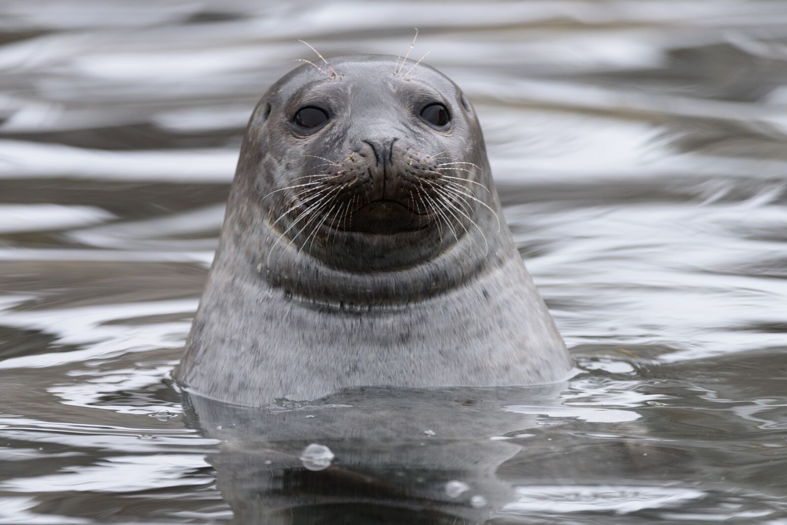 Nikon D810 sample photo. Robbe, sea, swim photography