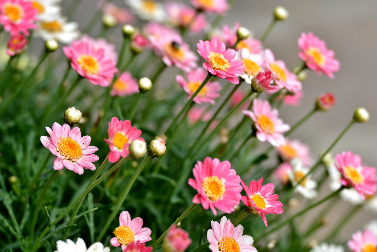 Nikon D600 sample photo. Pink flowers, summer, merry photography