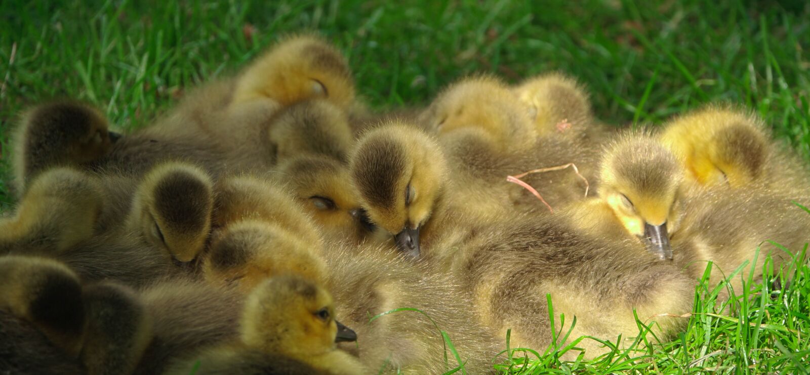 Sony Cyber-shot DSC-RX10 III sample photo. Cute, duckling, duck photography