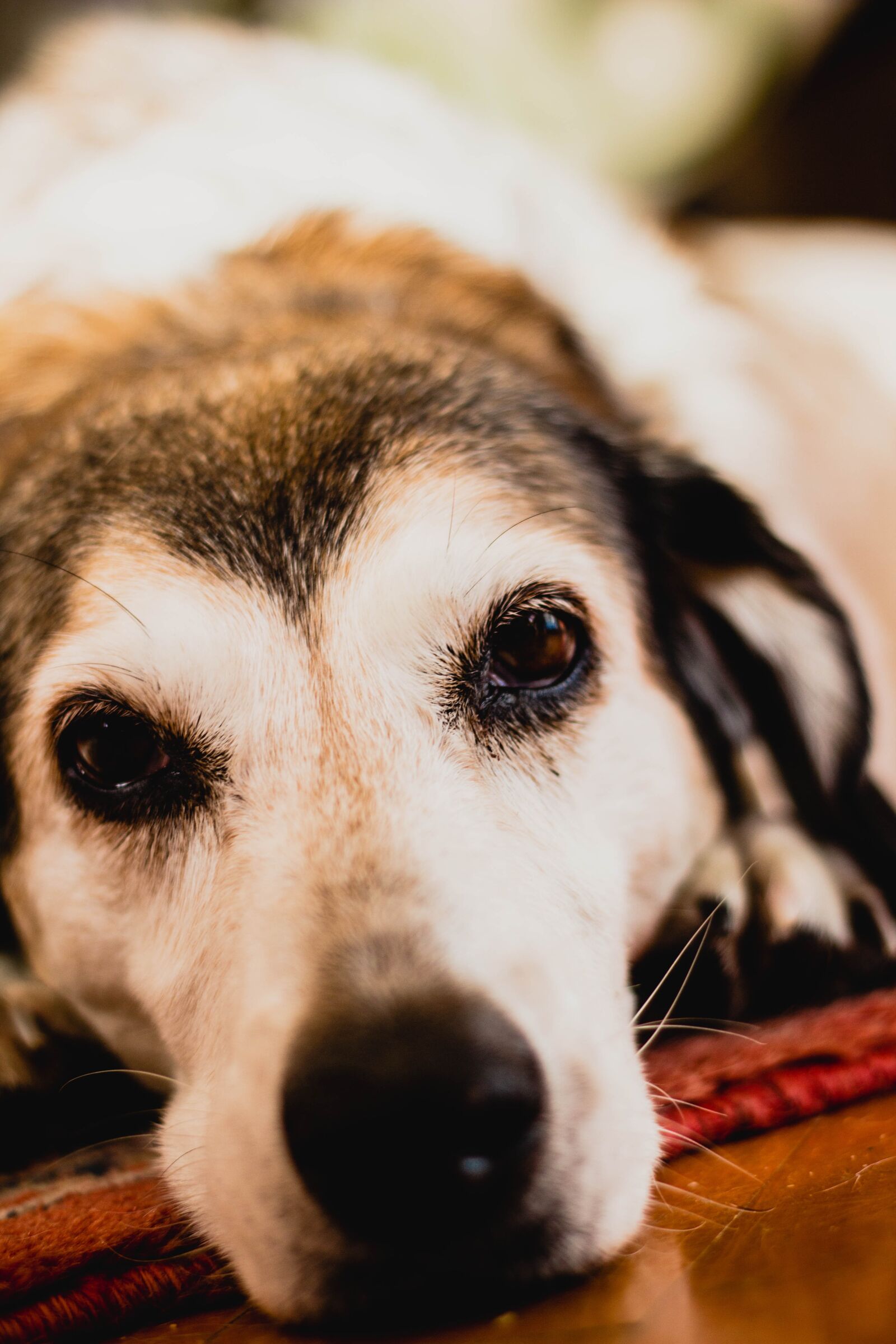 Canon EOS 600D (Rebel EOS T3i / EOS Kiss X5) + Canon EF 50mm F1.8 II sample photo. Dog, animal, pet photography