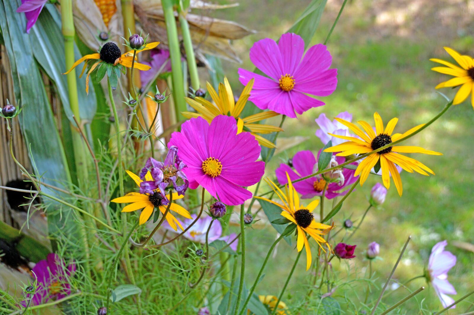 Nikon D3200 sample photo. Blumen, blumenwiese, bunt photography