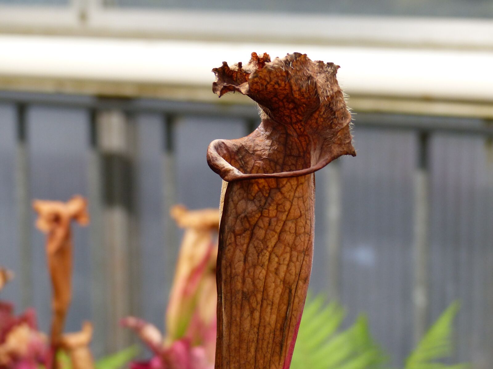 Panasonic Lumix DMC-FZ200 sample photo. The eating of flesh photography