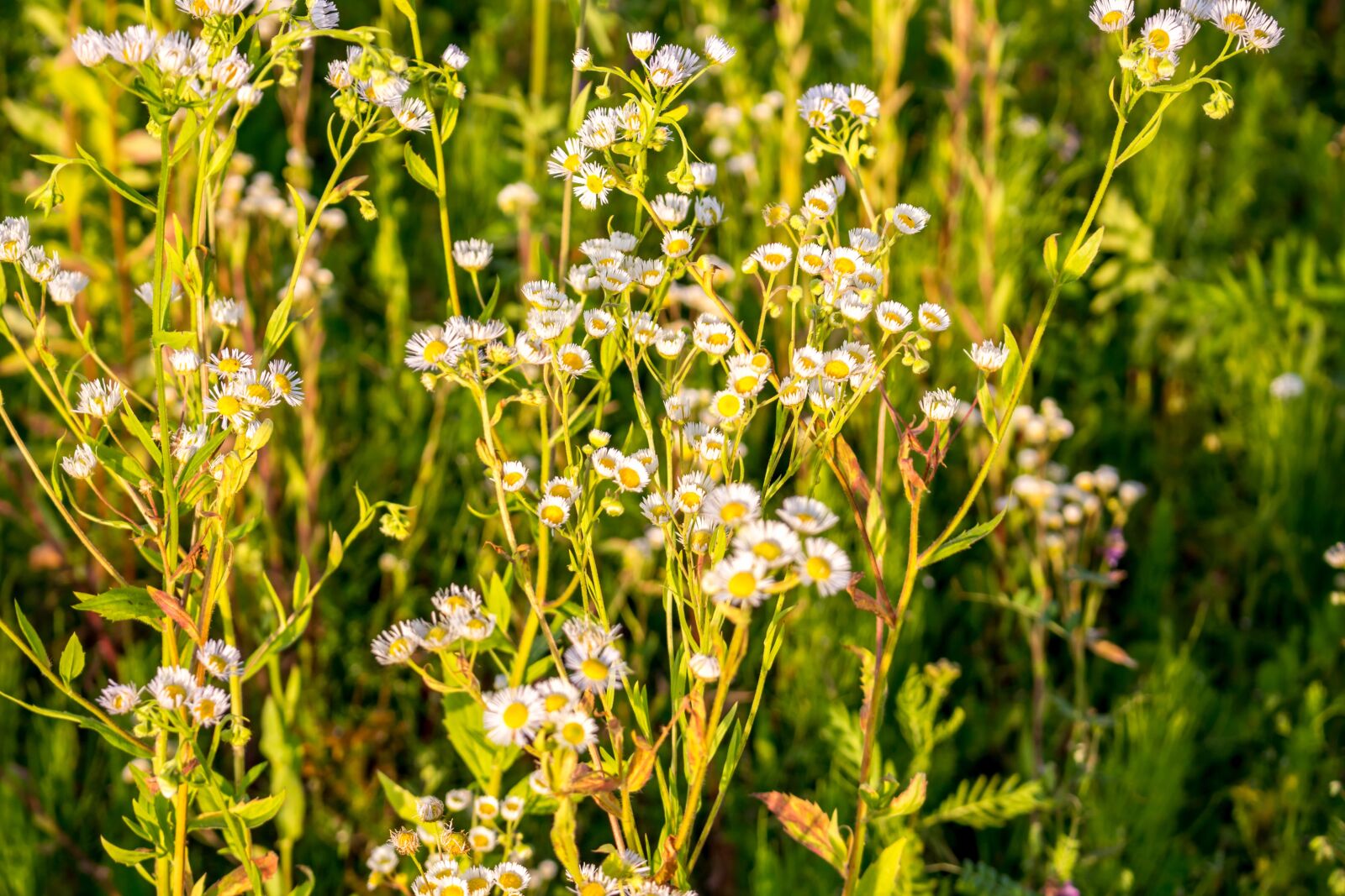 Canon EOS 100D (EOS Rebel SL1 / EOS Kiss X7) sample photo. Flowers, background, the substrate photography