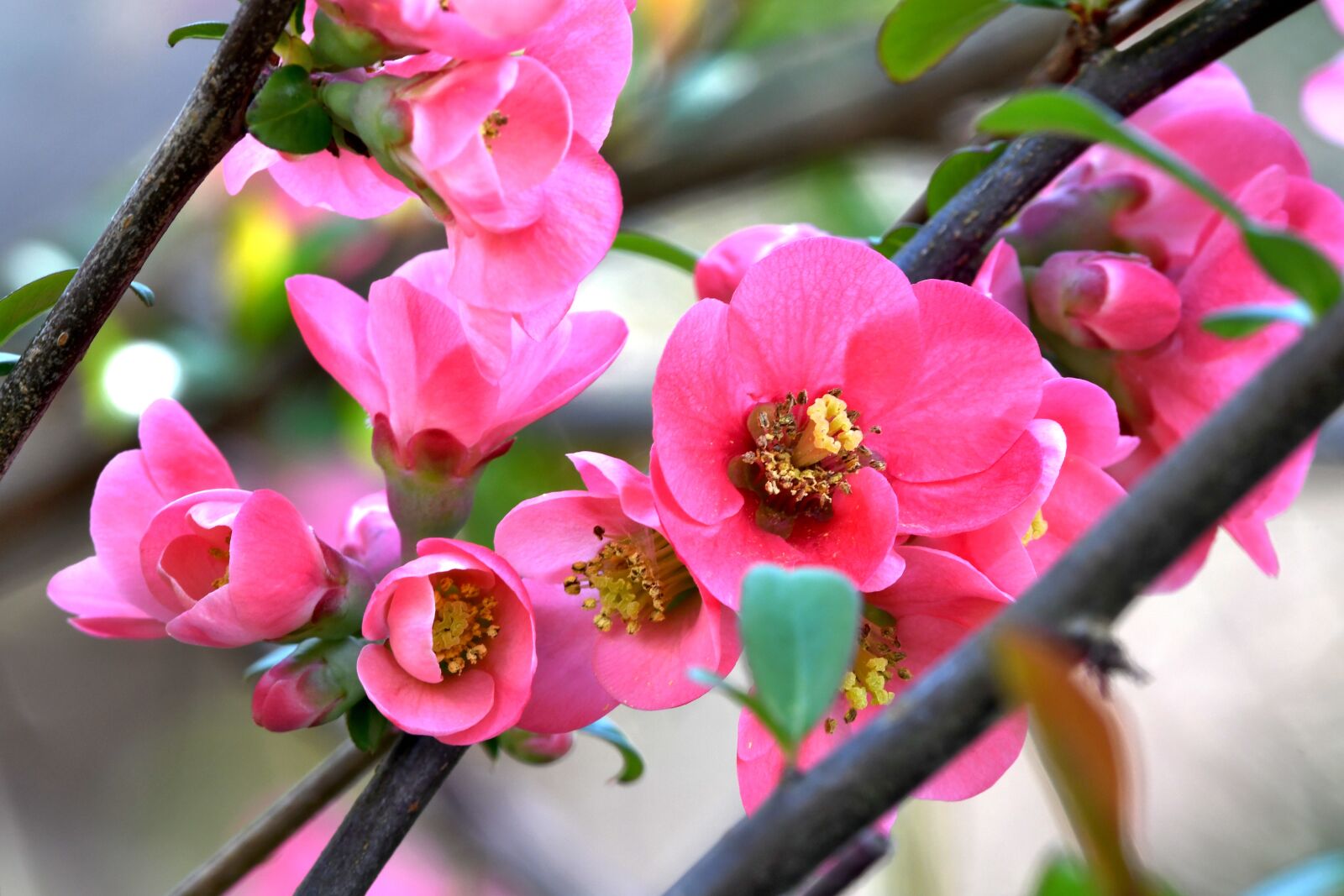 Nikon D7500 sample photo. En chaenomeles, flower, rosa photography