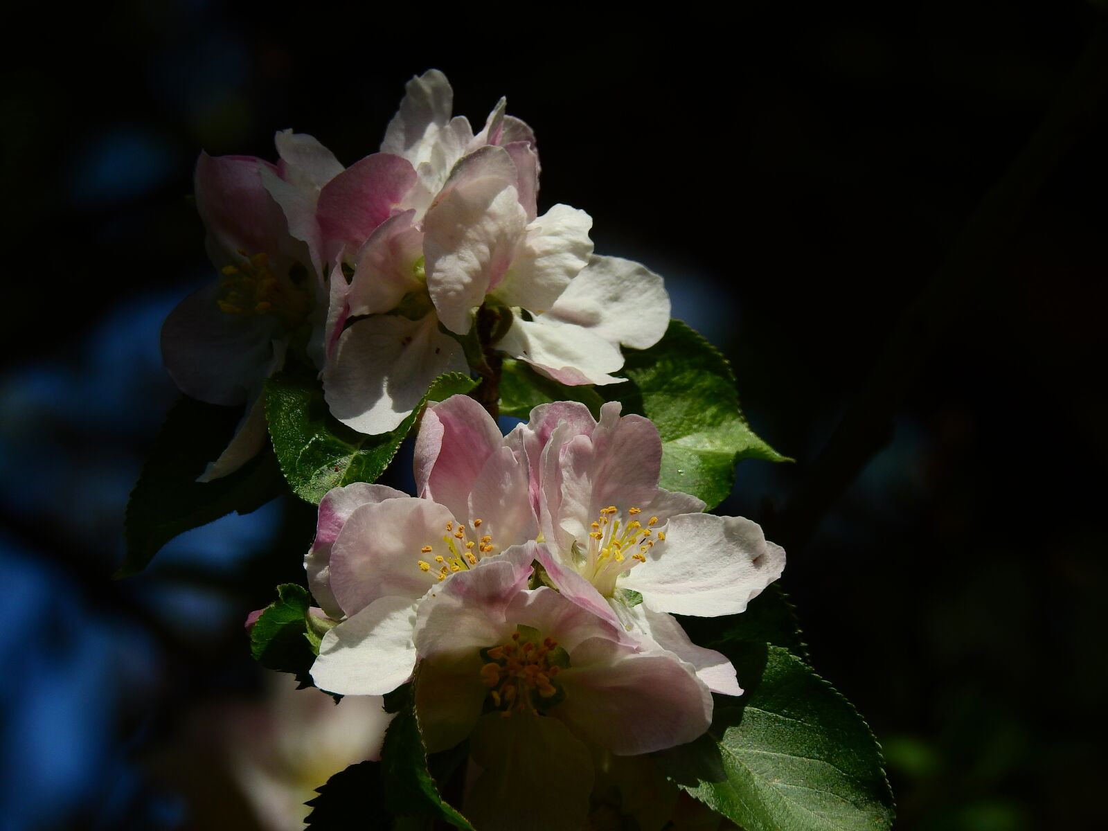 Nikon Coolpix P900 sample photo. Apple blossom, flower, spring photography