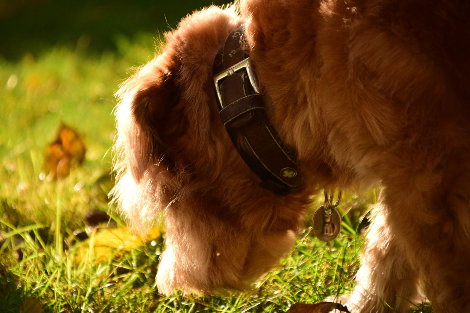 Nikon D3300 sample photo. Dog, hybrid, animal photography