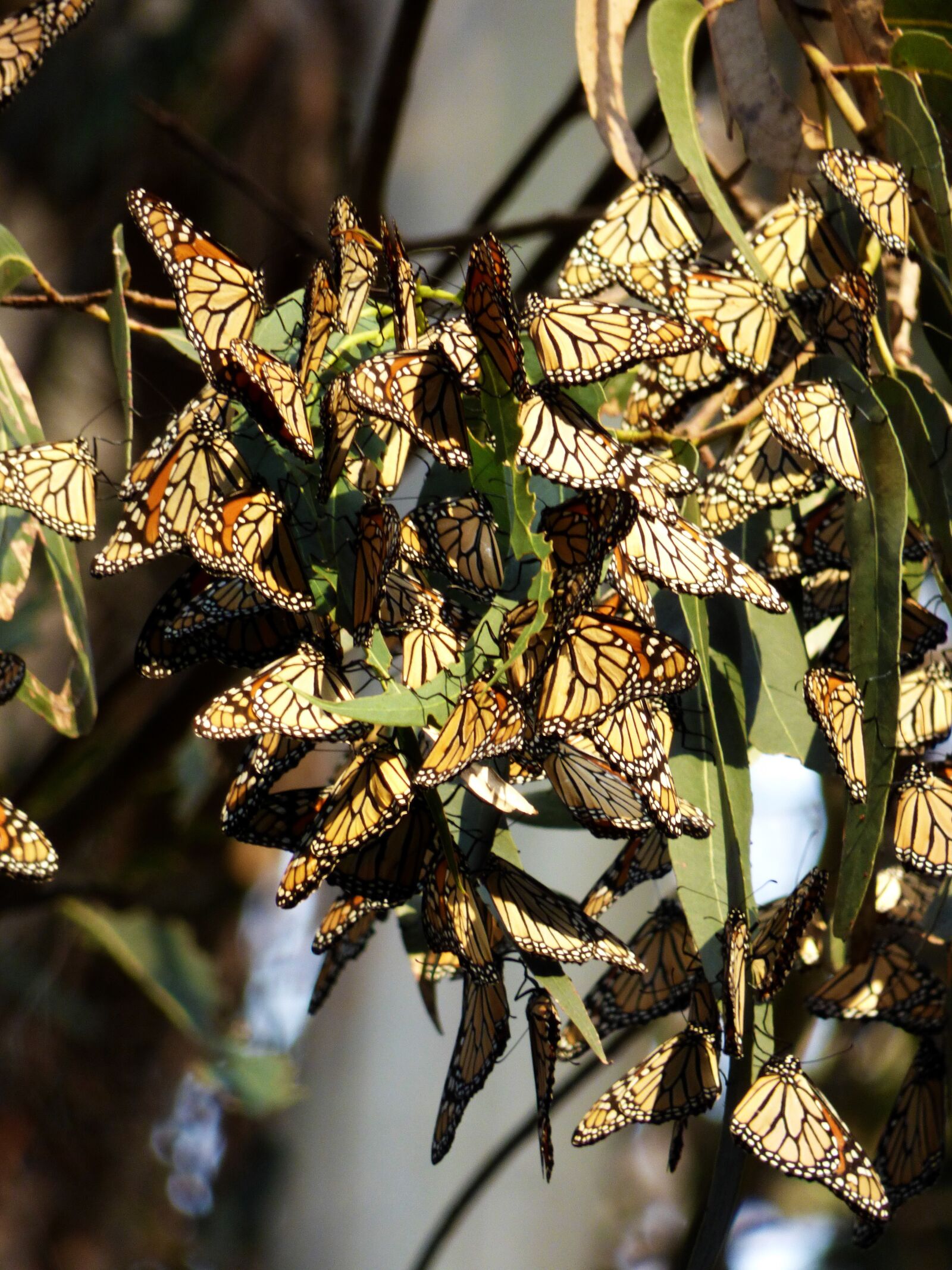 Panasonic Lumix DMC-FZ70 sample photo. Butterflies, monarch, santa cruz photography