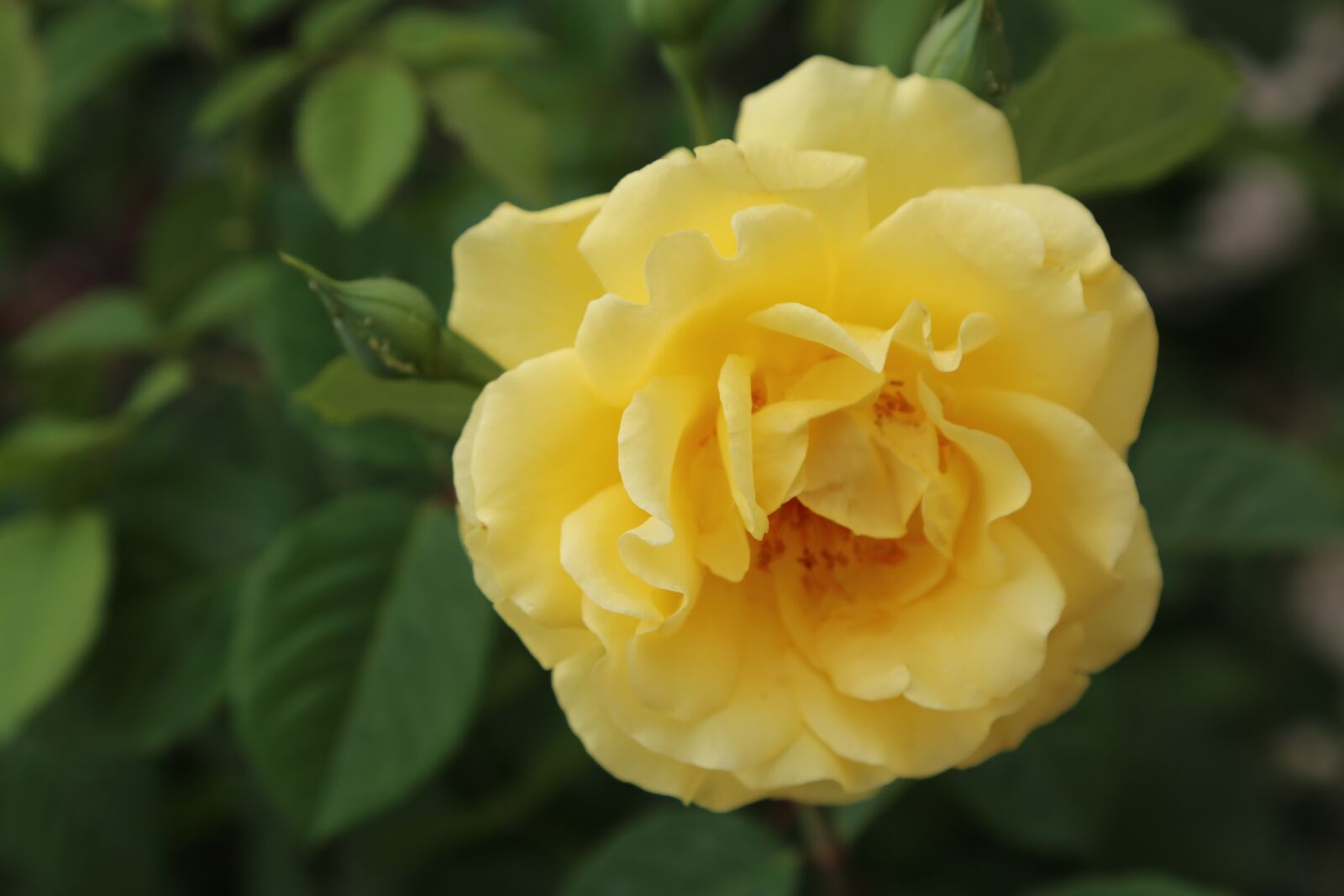 Canon EF 24-105mm F4L IS USM sample photo. Rose, spring, sar g photography