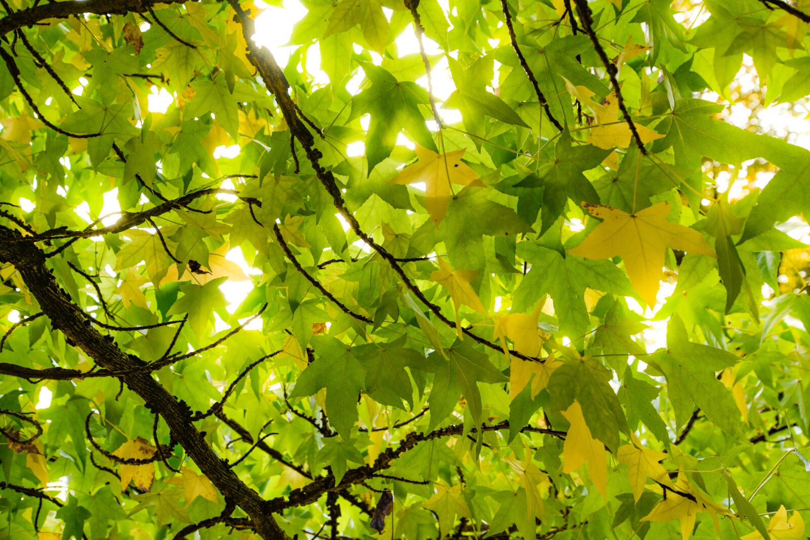 Nikon D610 sample photo. Sun, burst, forest photography