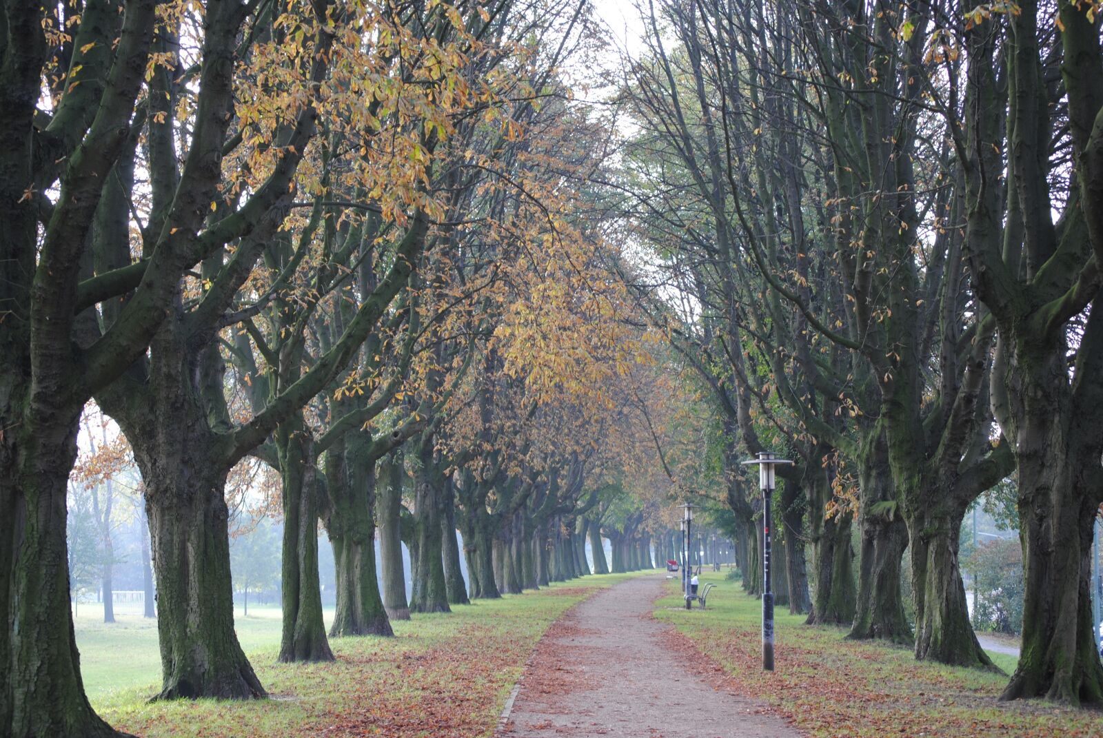 Nikon D3000 sample photo. Trees, tunnel, nature photography